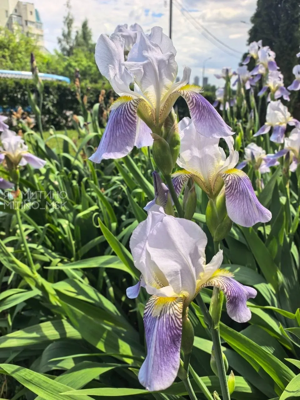 Природа стремится в лето!🌸🌼💮  ⛈Красота среди городской суеты в ожидании затяжных дождей (Дожди будут