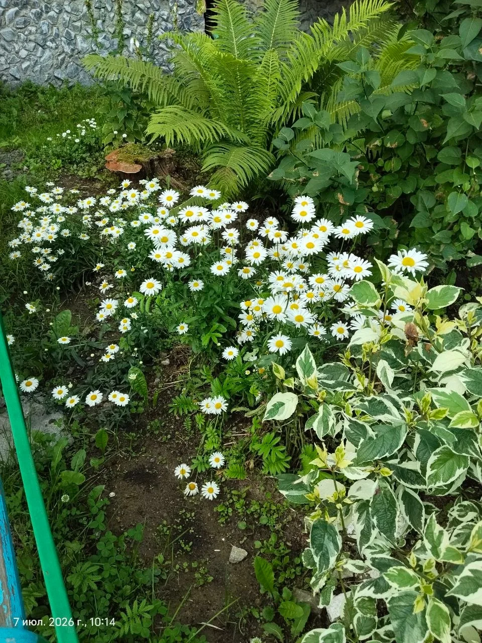 🌱🌱Сегодня мы хотим показать вам маленькое чудо, которое расцвело прямо у нас во дворе...