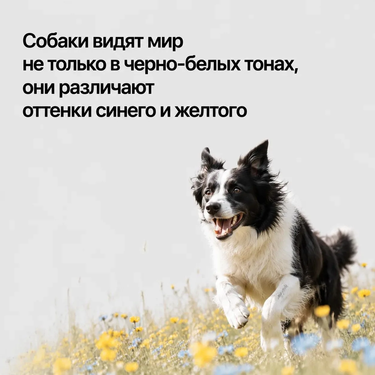 🐶 Международный день собак

2 июля отмечается Международный день собак – праздник, посвящённый наши
