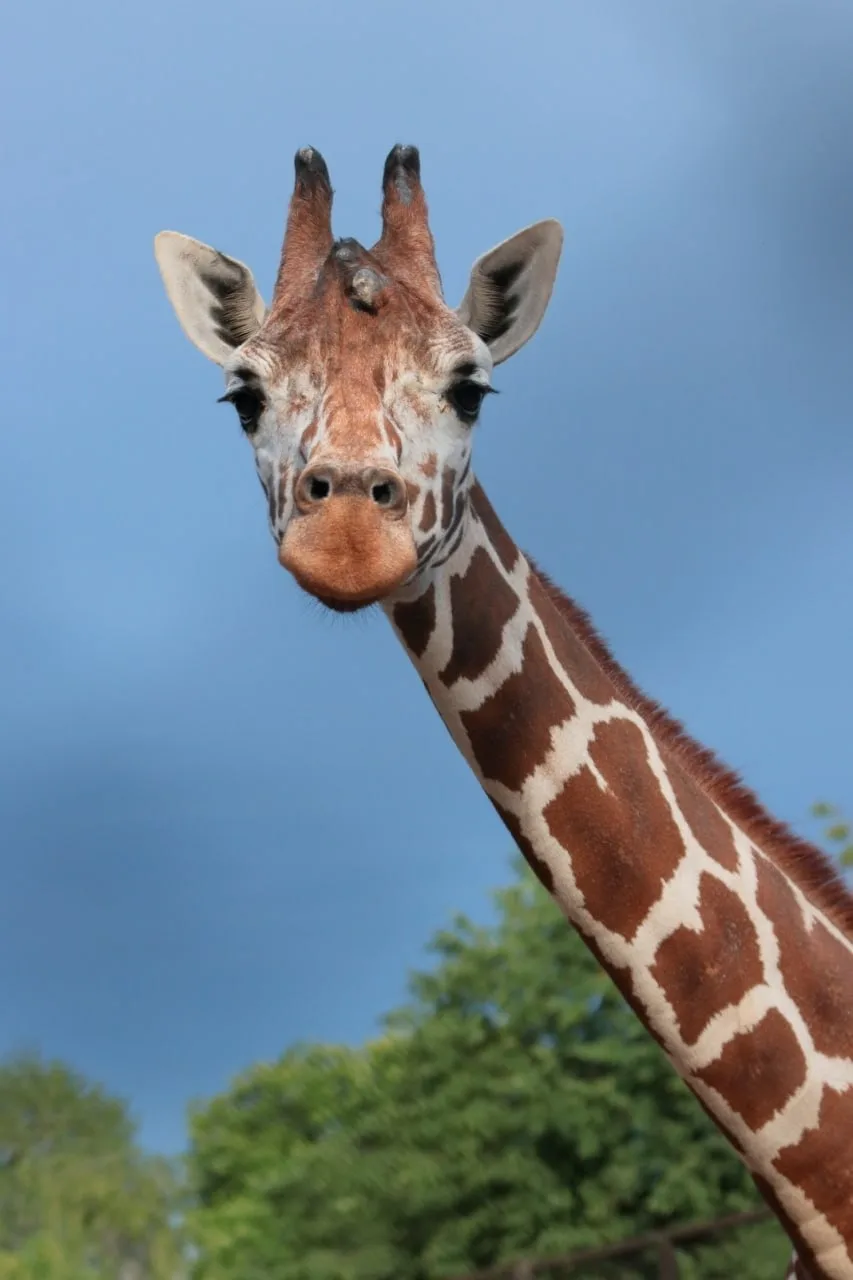 🦒Павильон Ленинградского зоопарка с жирафом Соней временно закрывается. Но ее можно будет увидеть в