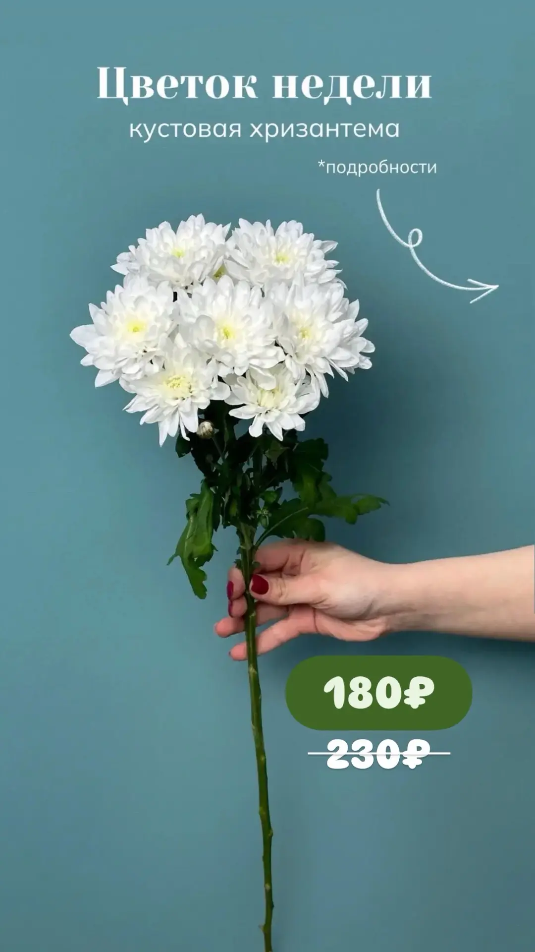 🌸Цветок недели - КУСТОВАЯ ХРИЗАНТЕМА