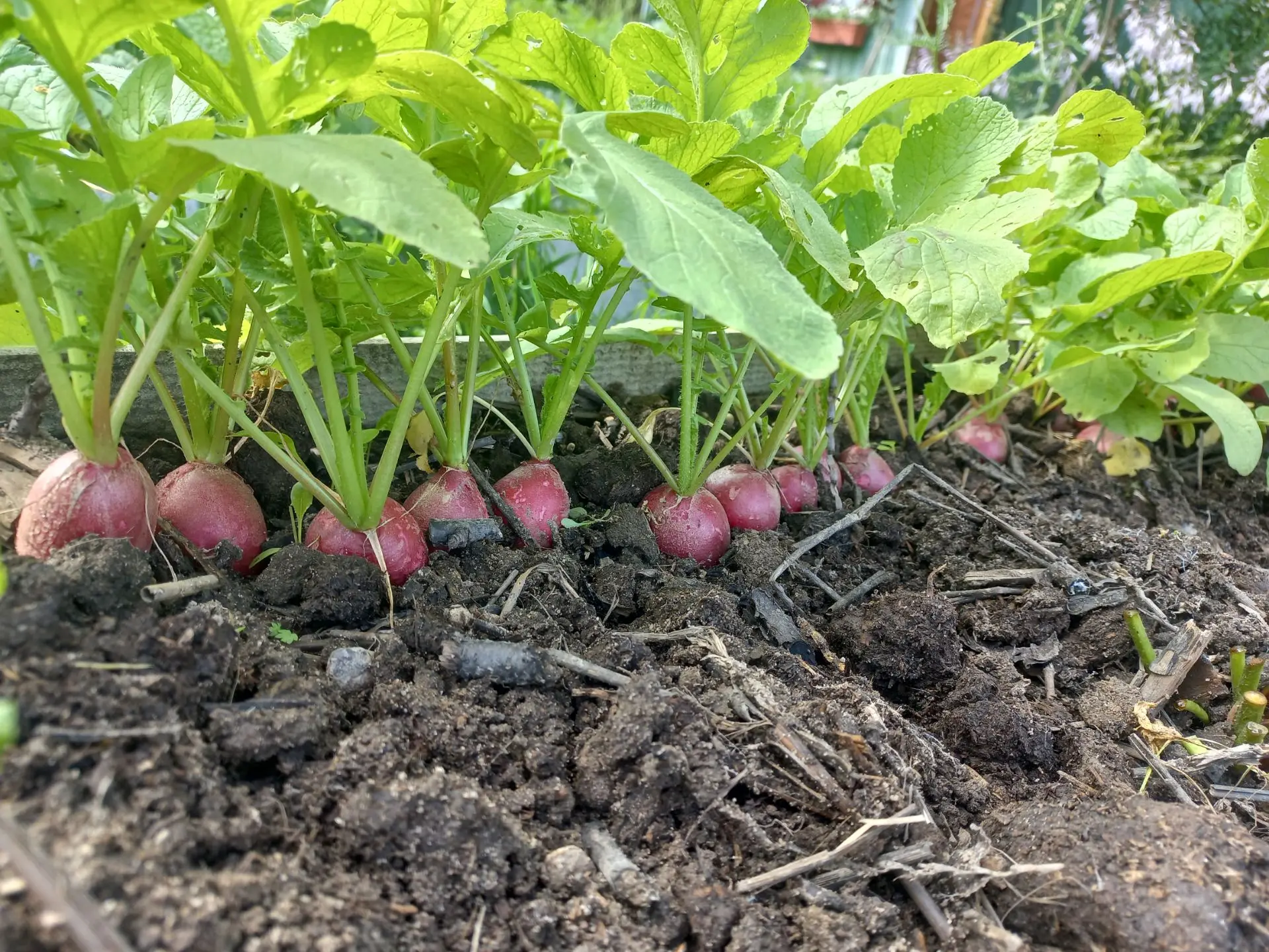 Редиски много не бывает.😊