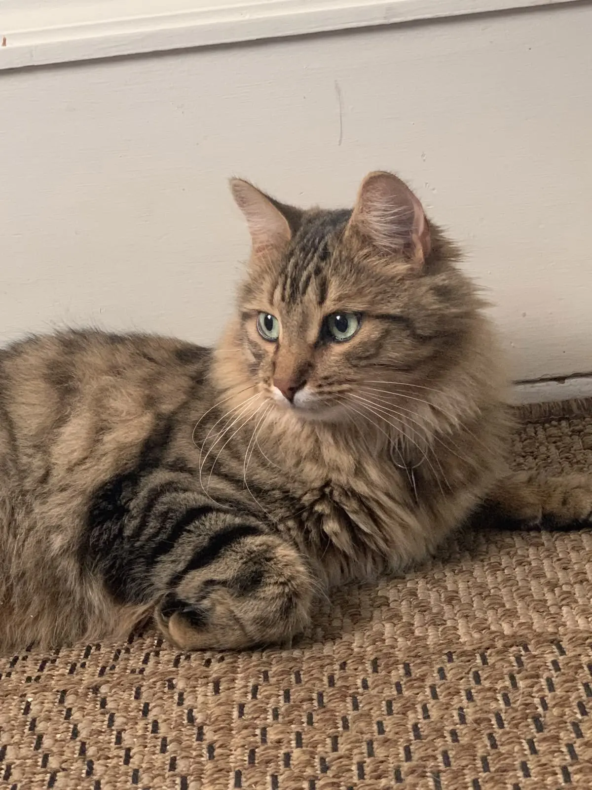 #КотикПодписчика 🥰