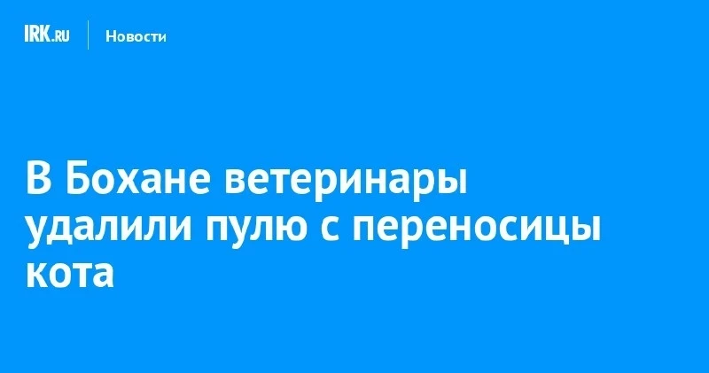 В Бохане ветеринары вынули пулю с переносицы шотландского кота 🐱