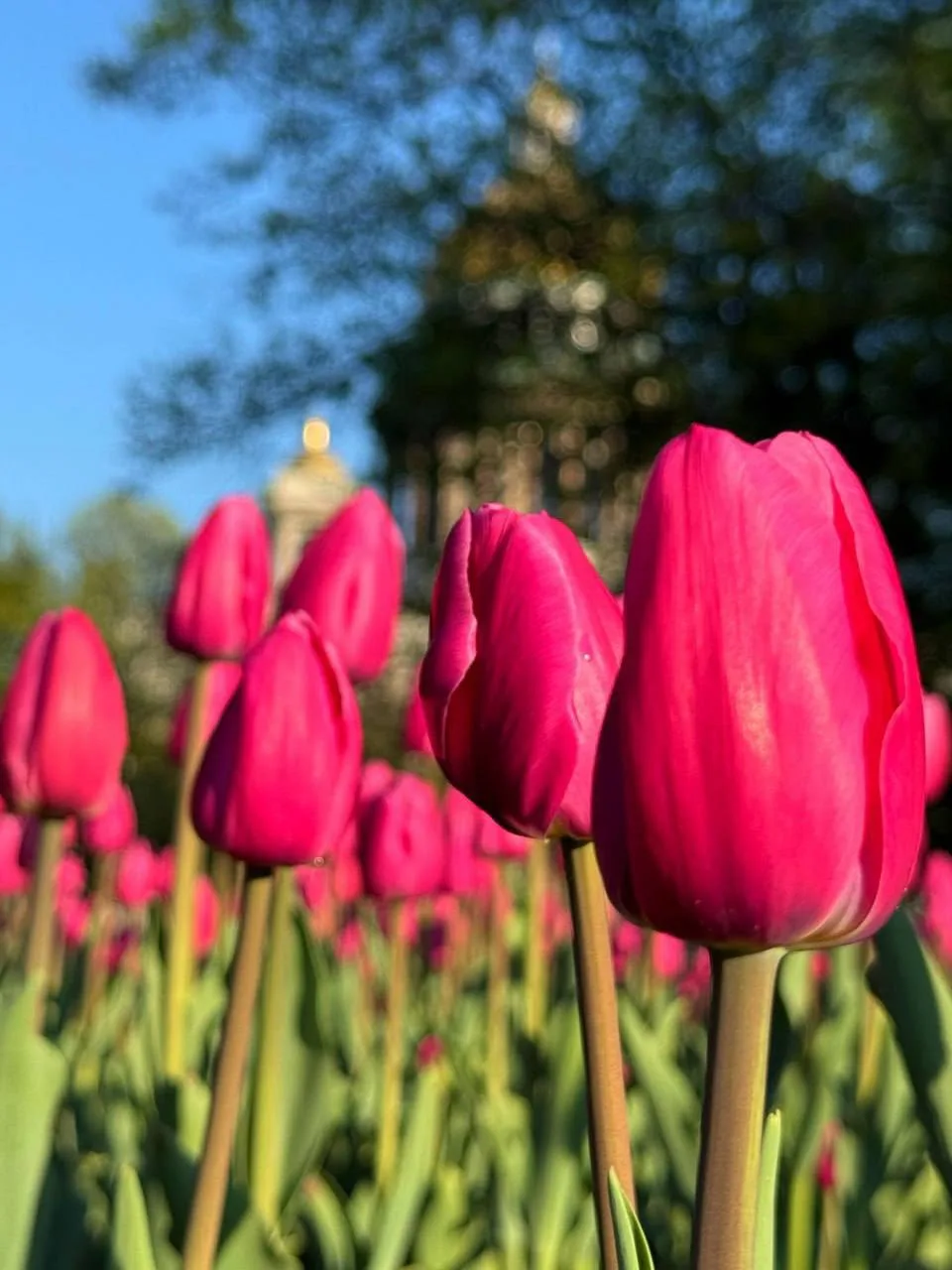 🌷 Тюльпаны расцвели у Исаакиевского собора   Ещё одно красивое место для прогулки и фото в городе — 