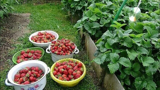 Клубника без хлопот 🍓
