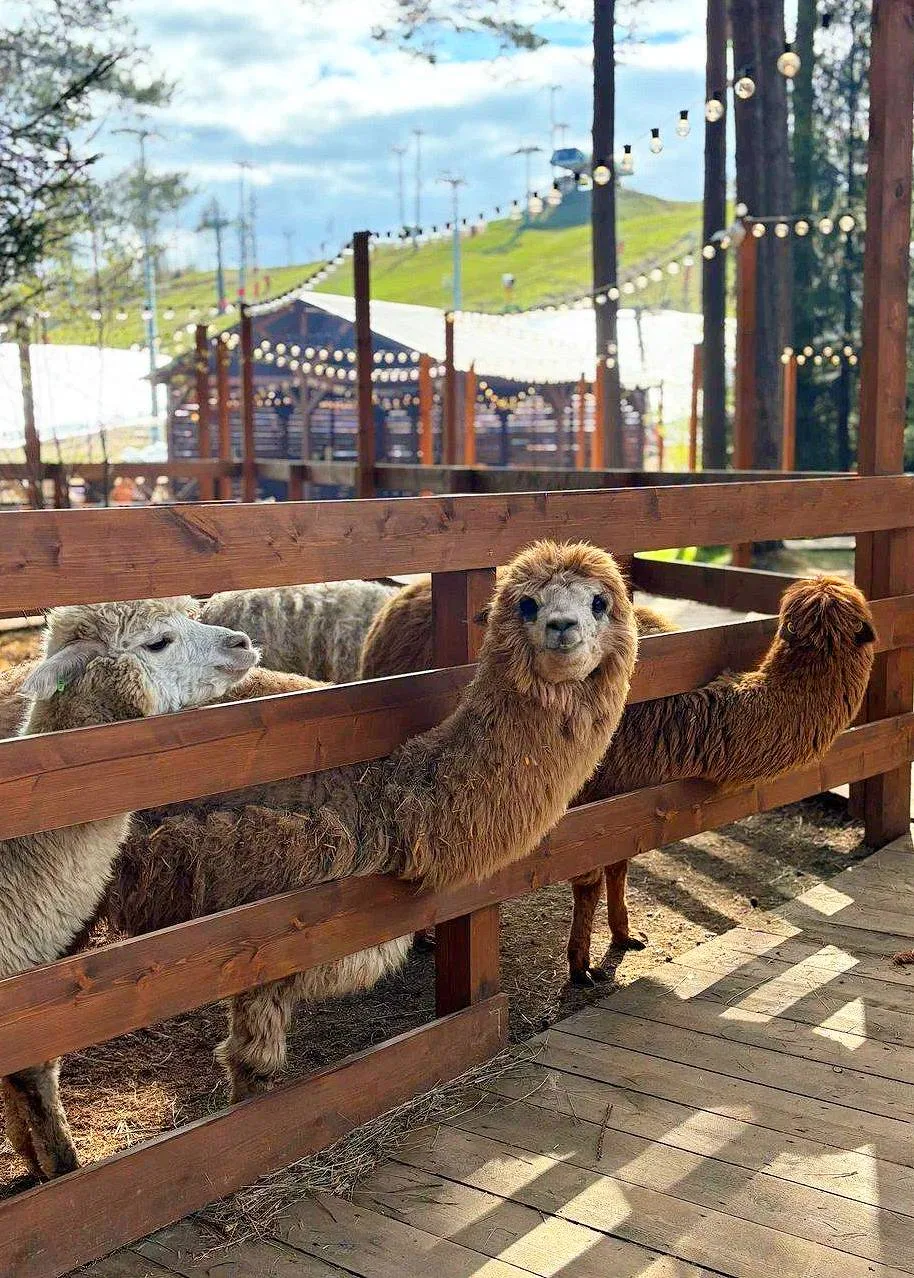 Парк с милыми альпаками🦙  🗓 Пн-Вс 11:00-21:00 📍 ЛО, деревня Мистолово, курорт Охта Парк  💵 от 1200 ₽