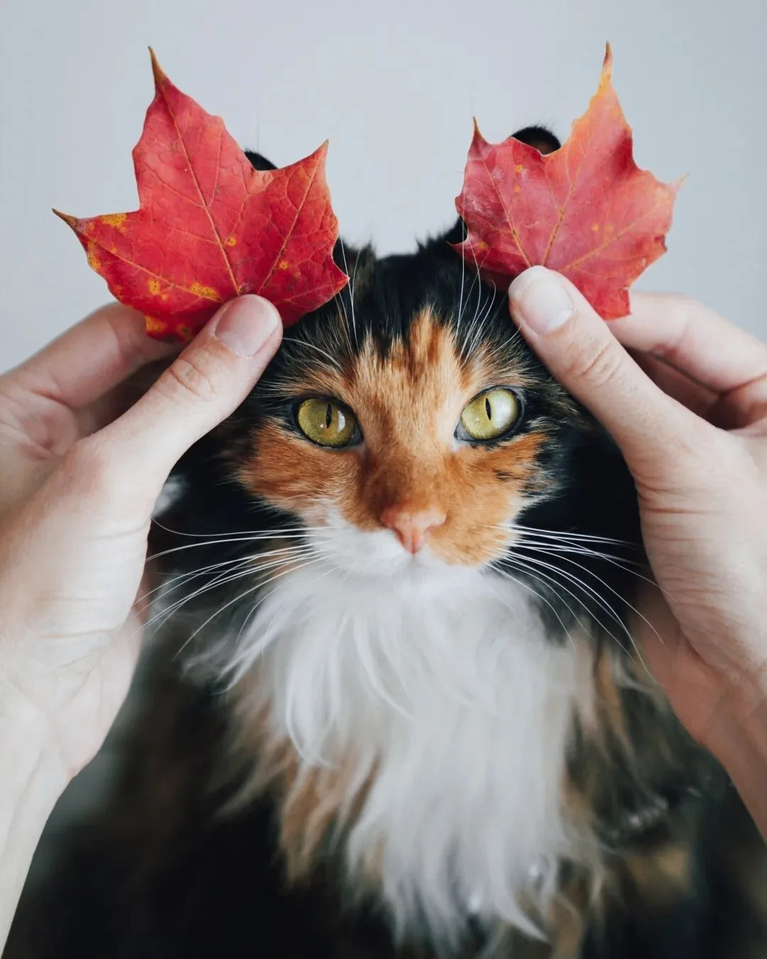 Это просто милая котька, все-таки осень, завтра октябрь!