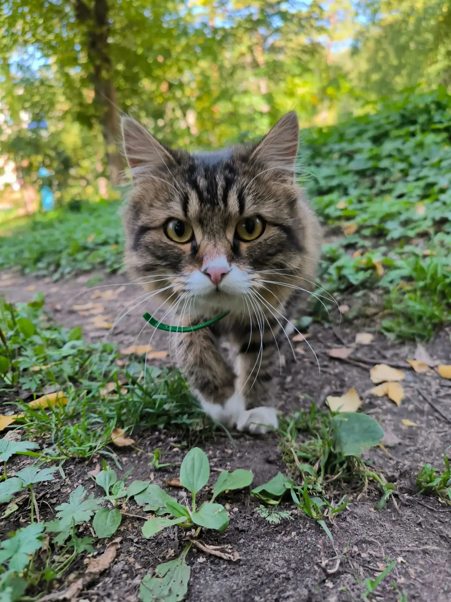 Найден на улице домашний котик. Уже месяц он находится в районе АБ. Первоначально на нё...