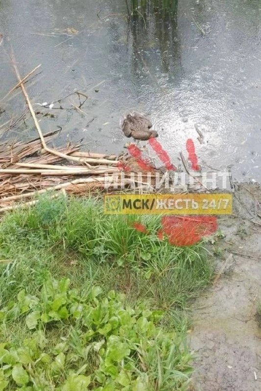 В омском озере Кирпичка гибнут рыбы и утки.

В Кировском округе Омска бьют тревогу - озеро Кирпичка 