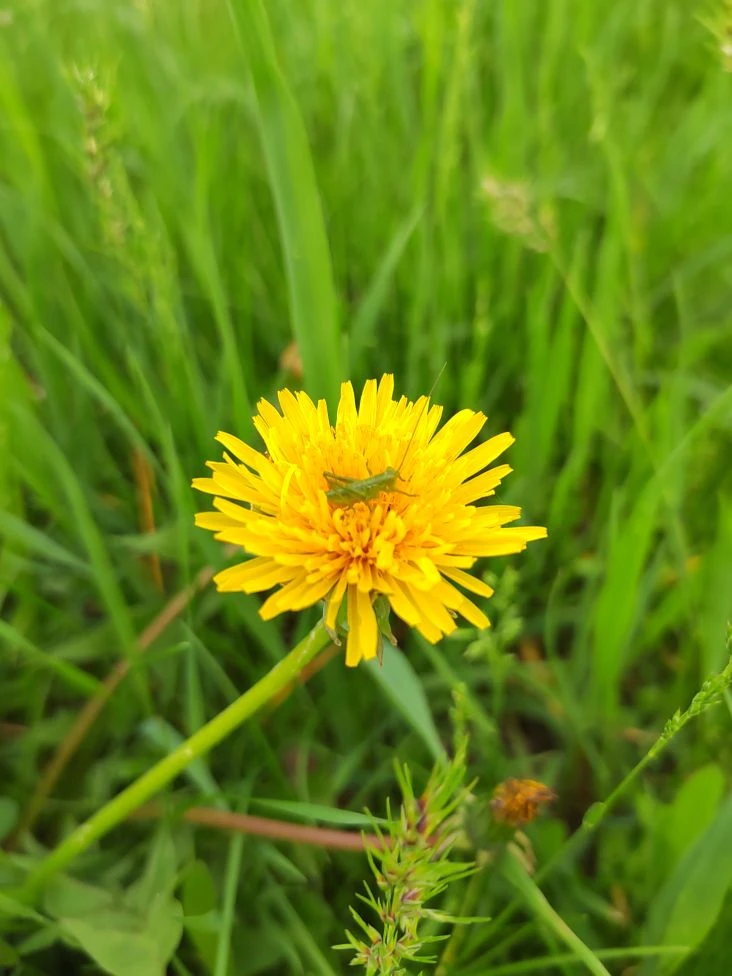 Сегодня, 13 мая, мы отмечаем замечательный праздник – День одуванчика! 🌼🌞