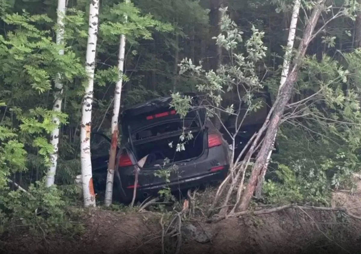 🚨 В ДТП с лосем погибла девушка