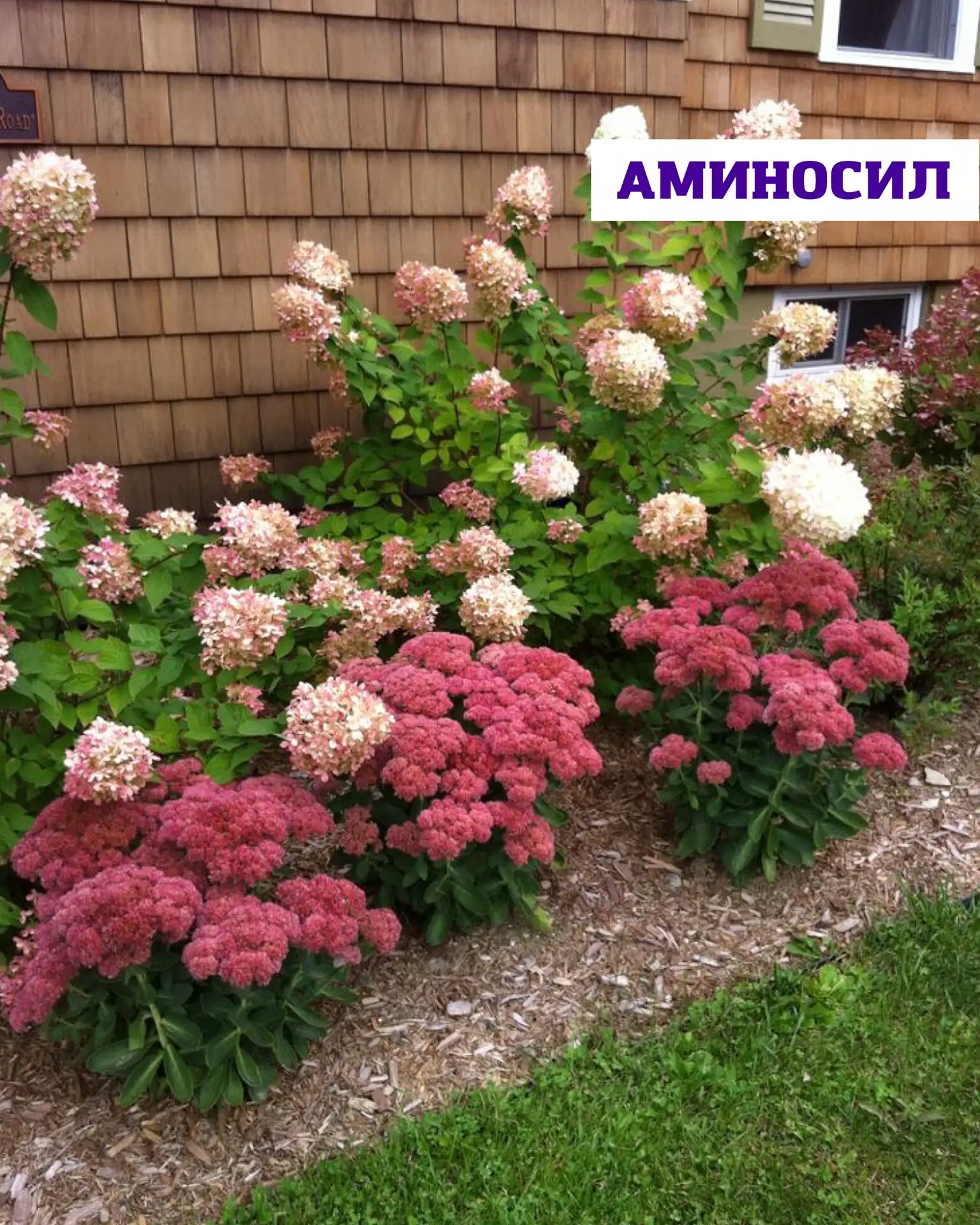 🌸 Почему многолетники обязательно нужно мульчировать?

Многие садоводы недооценивают мульчирование,