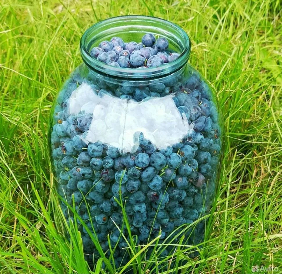 Продам голубицу. Крупная, спелая, собирали руками. Цена 400 руб./литр. Самовывоз из Сос...