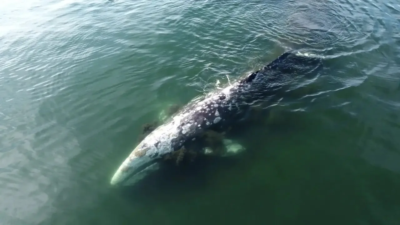 🐋 🦐 🍽 Заглянем в меню серых китов в Кроноцком заливе?