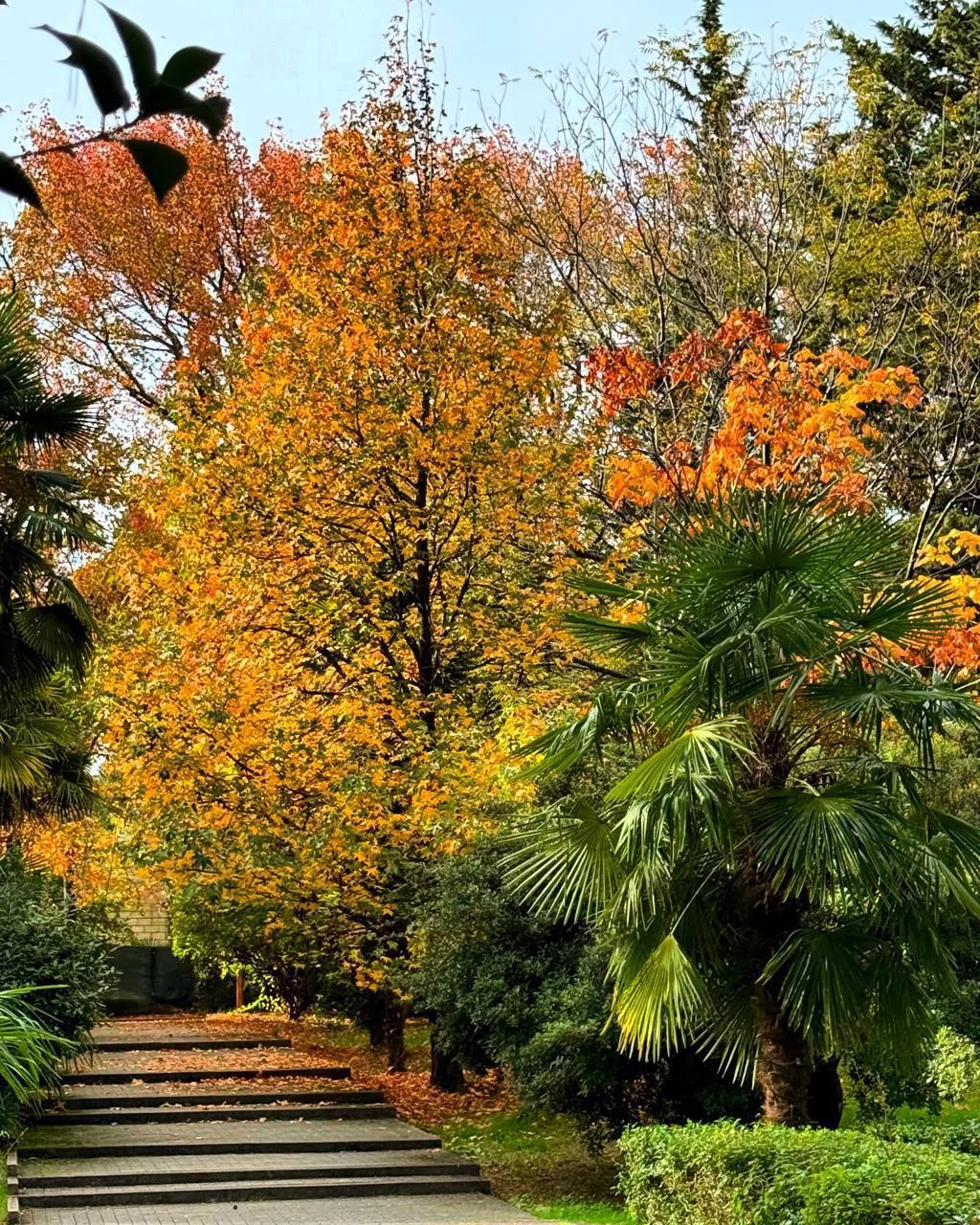🍂 Красочная осень в парке «Ривьера» в Сочи