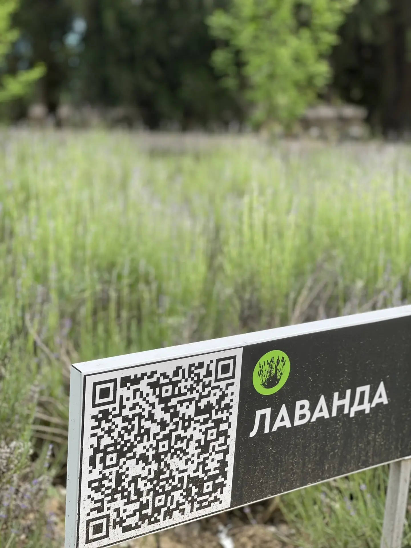 В Алуштинском музее известного русского писателя Сергеева-Ценского ежегодно в июне расцветает  Лаван