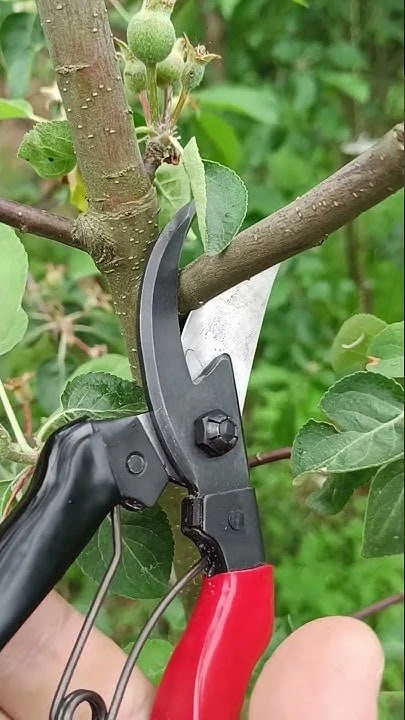 Когда лучше обрезать яблоню 🍎✂️