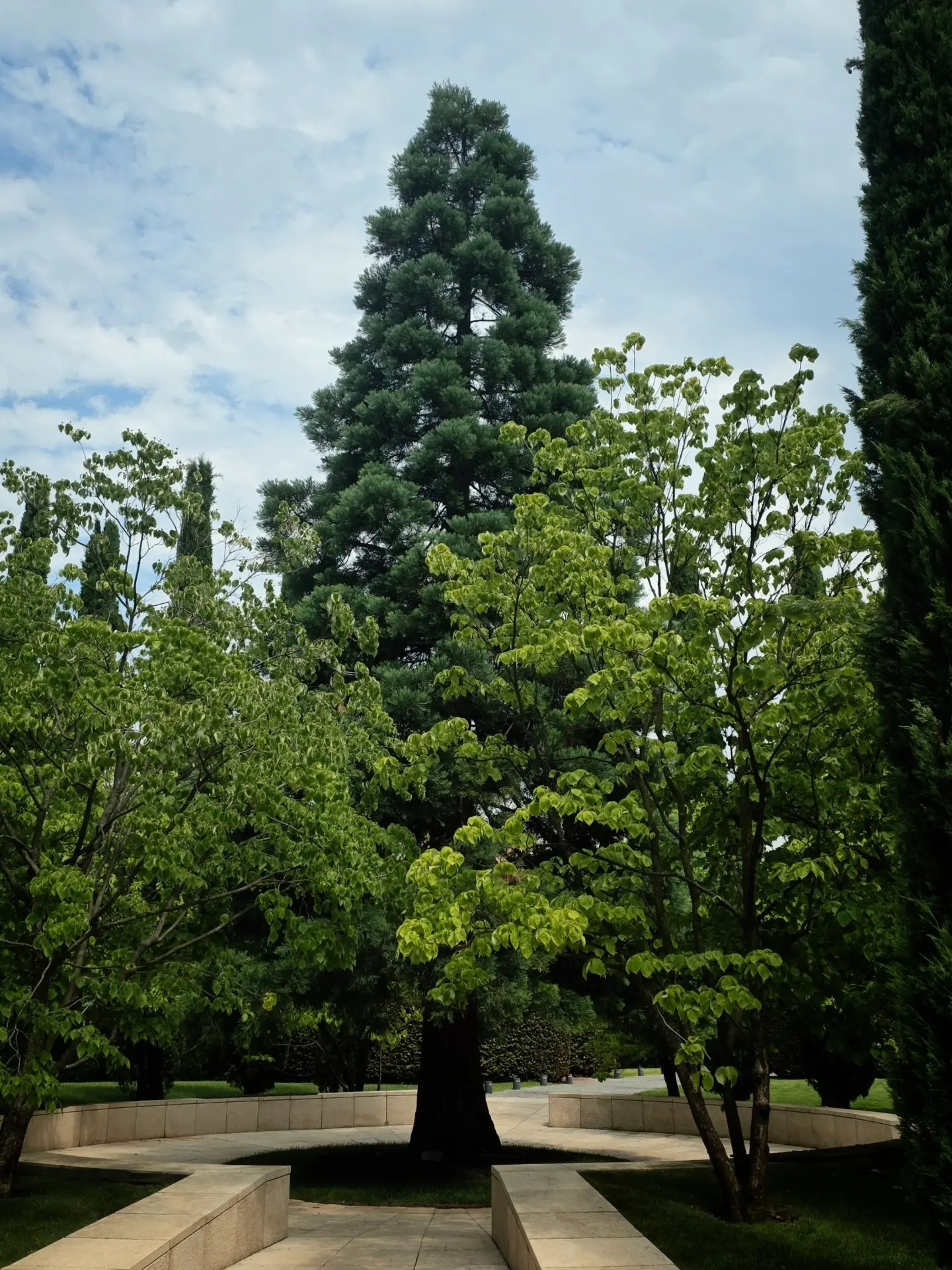 Настоящий гигант парка — секвойядендрон 🌲
