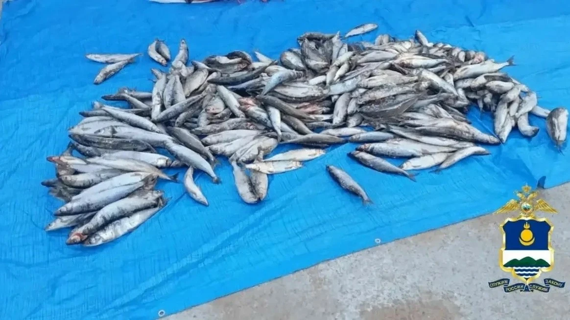 😱 🐟 В Бурятии у жителя Иркутска нашли 165 килограммов омуля

В Кабанском районе инспекторы ДПС ост