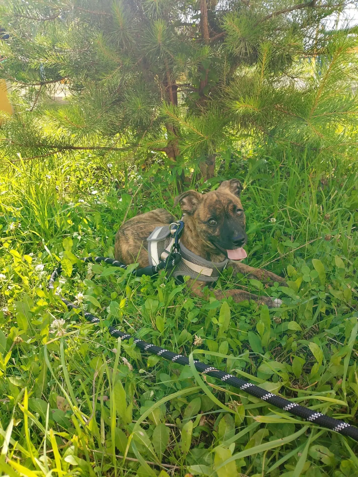 Ищем дом🏡 и любящих хозяев для Тиграна. Мальчик, возраст около 3 месяцев. Очень ласков...