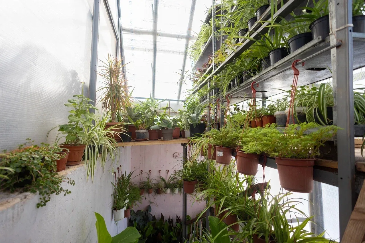 Готовимся к весенней высадке цветов на городские клумбы.   🌱В теплицах «Зеленстроя» работа идёт полн