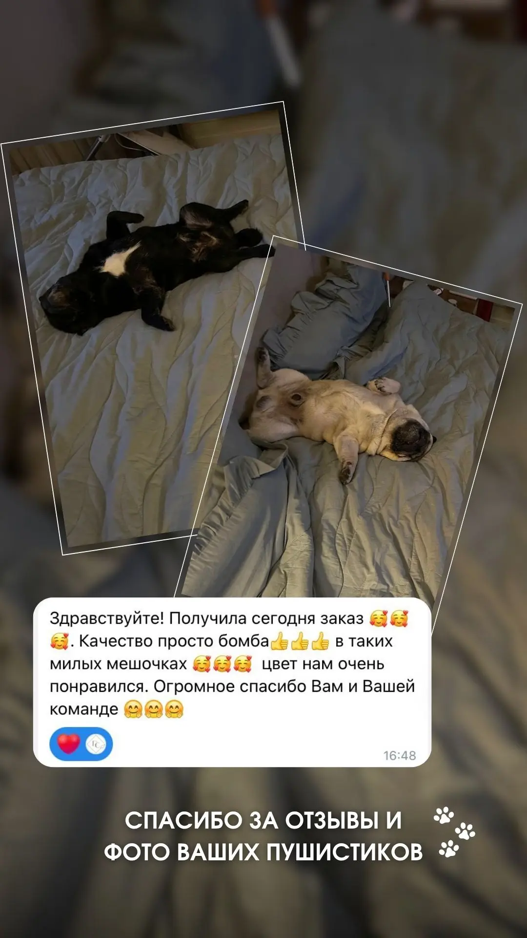 Кажется, у нас появились самые честные эксперты по постельному белью 🐶🐱

Только застелили кровать 