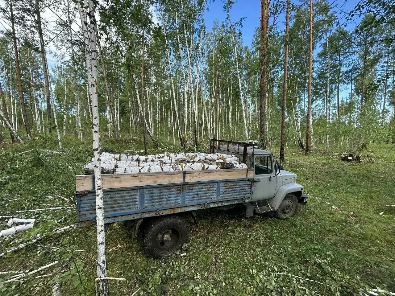 🌳 В Куйтунском районе полицейские задержали мужчину за незаконную рубку деревьев