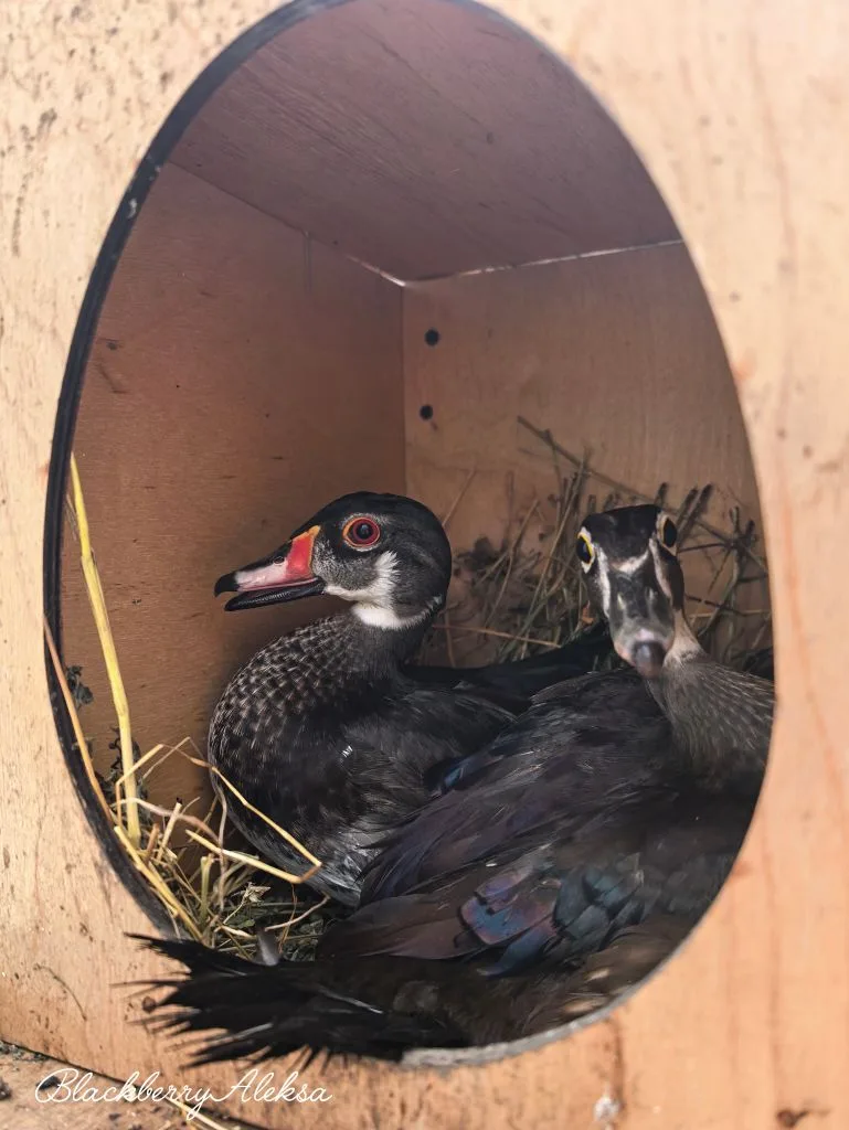 Манго и Авокадо передаёт всем большой привет🦆🪶)