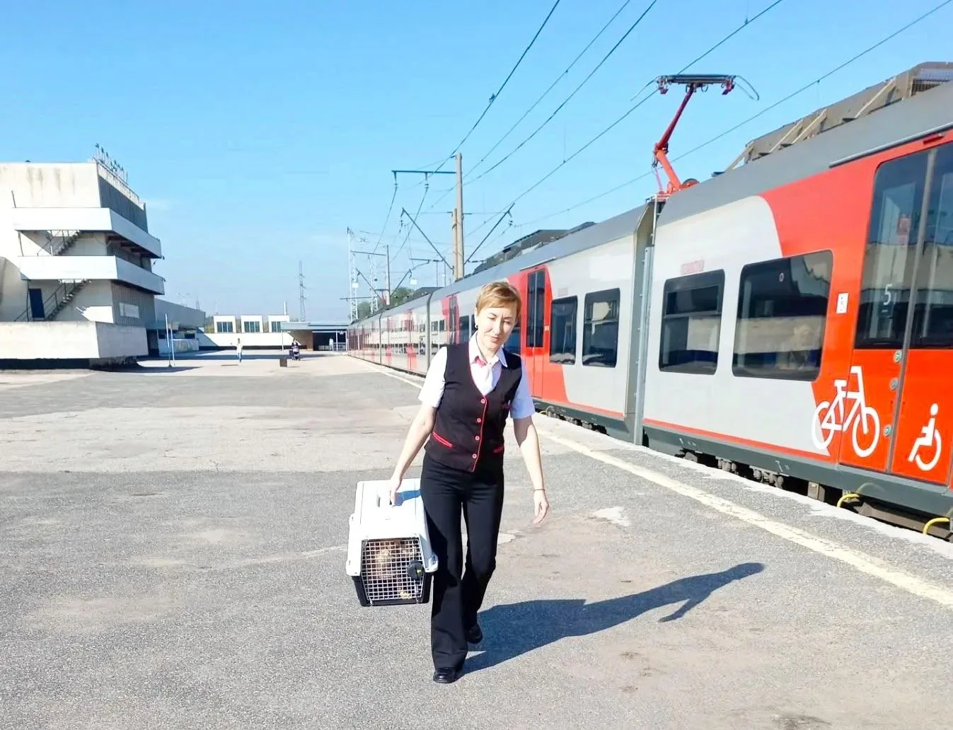 Из Кинеля в Тольятти попутным транспортом. Невероятное путешествие собаки Белки 🐕