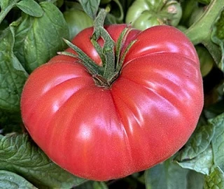 🍅Как поторопить помидоры, чтобы они быстрее краснели: 🍅

Существуют действенные народные средства,