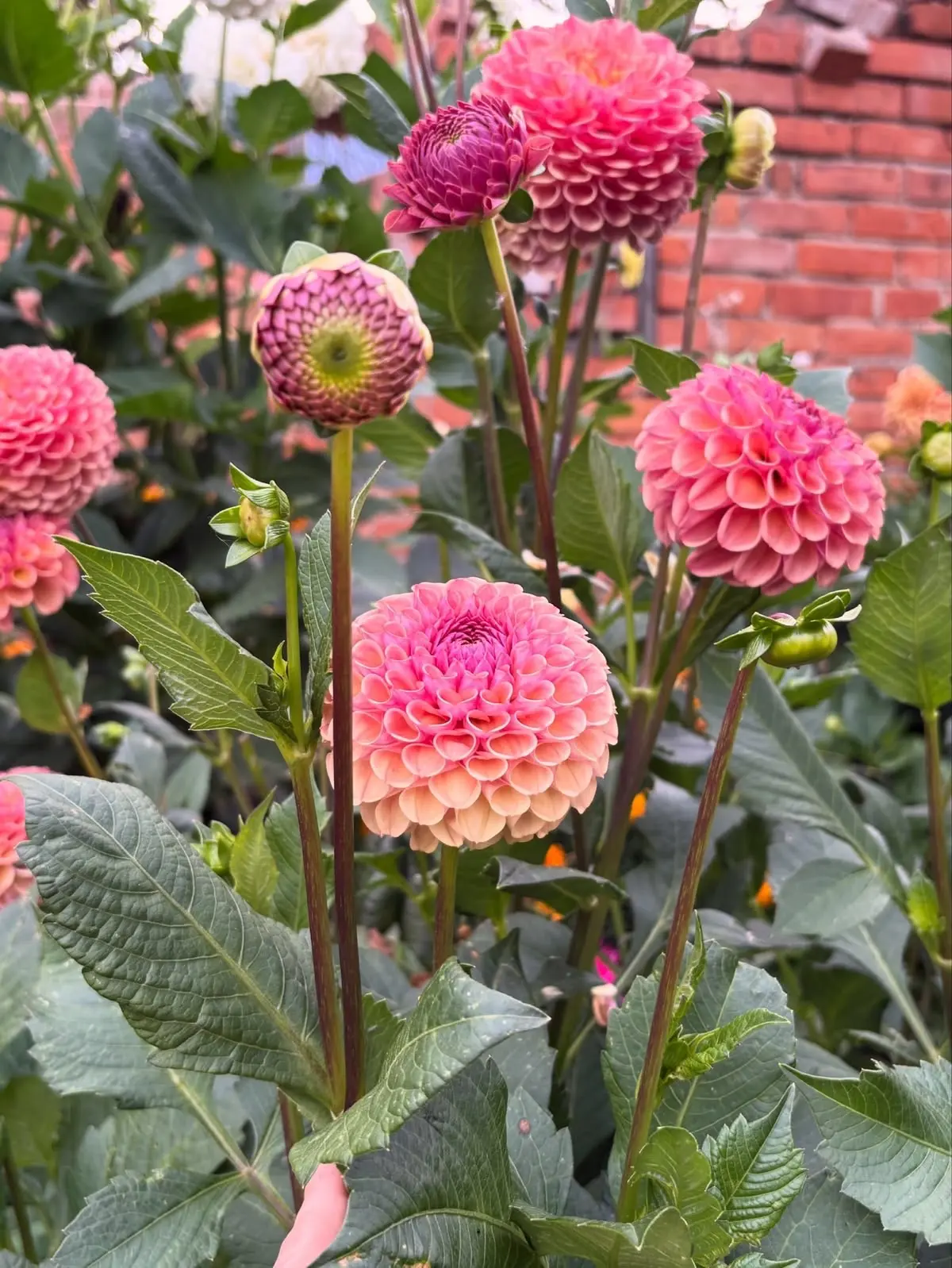 🌺 Однолетние георгины: что это?