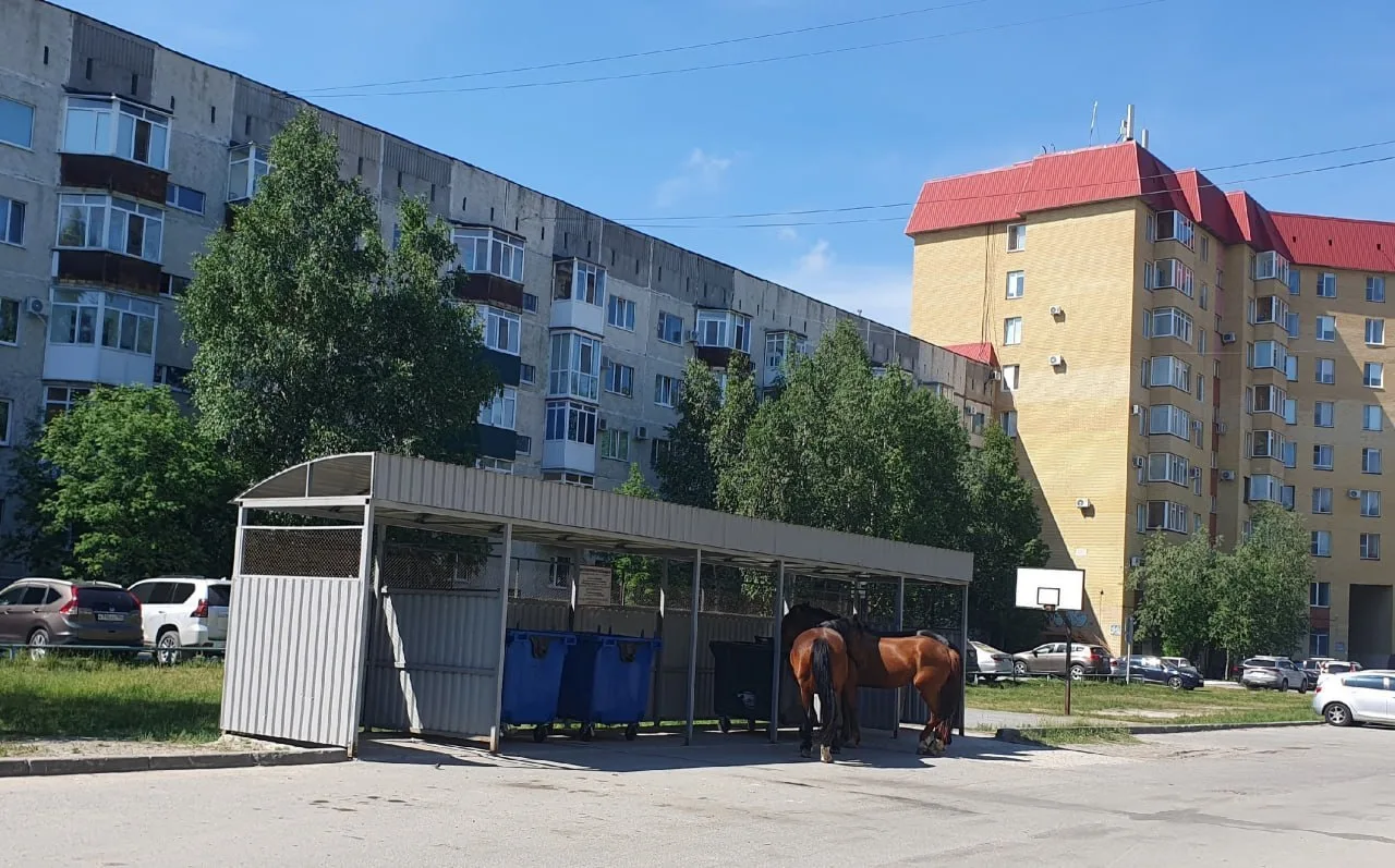 🐄🐎Типичное лето в Нефтеюганске: на городских улицах вновь появились коровы и лошади  

Сезон прогу