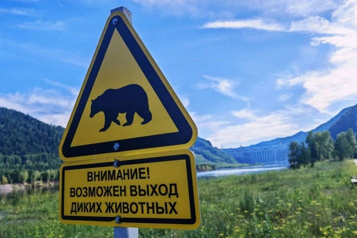 В Хакасии обезврежили 16 «конфликтных» бурых медведей — всего 190🐻