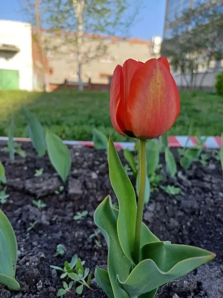 🌷 Подарок от школьной агролаборатории: цветущая память о великом подвиге  В этот великий день — 9 Ма