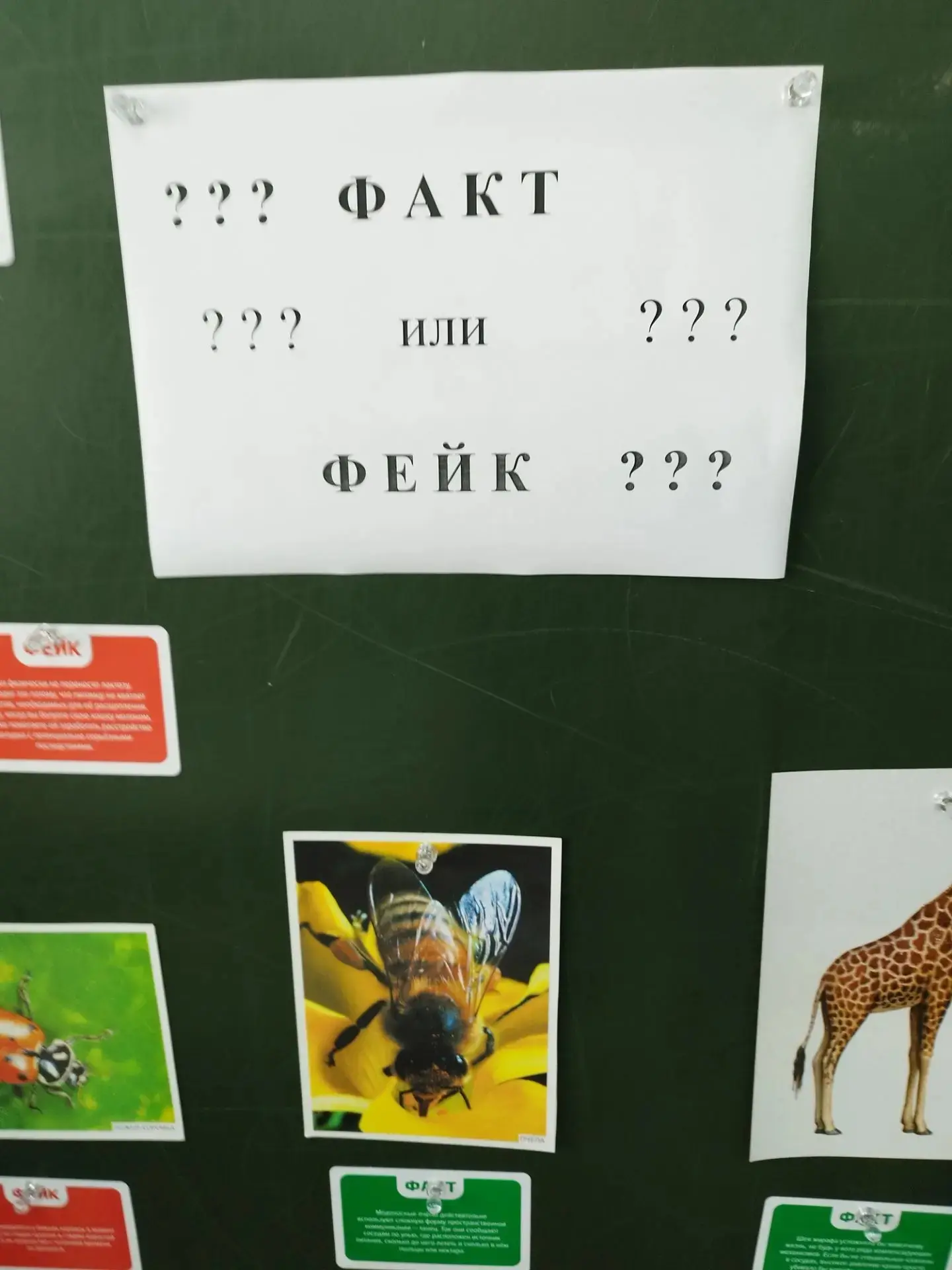 🎉День семьи, любви и верности: вместе весело и познавательно!🎉
🌿🦉Сначала мы окунулись в удивител