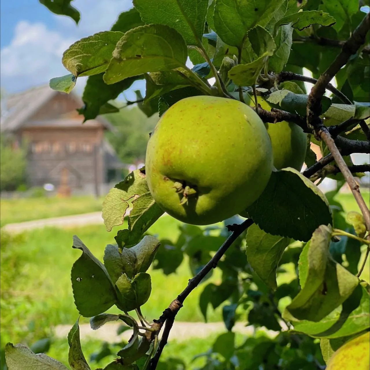 Сегодня, 19 августа, празднуется Яблочный Спас 🍏