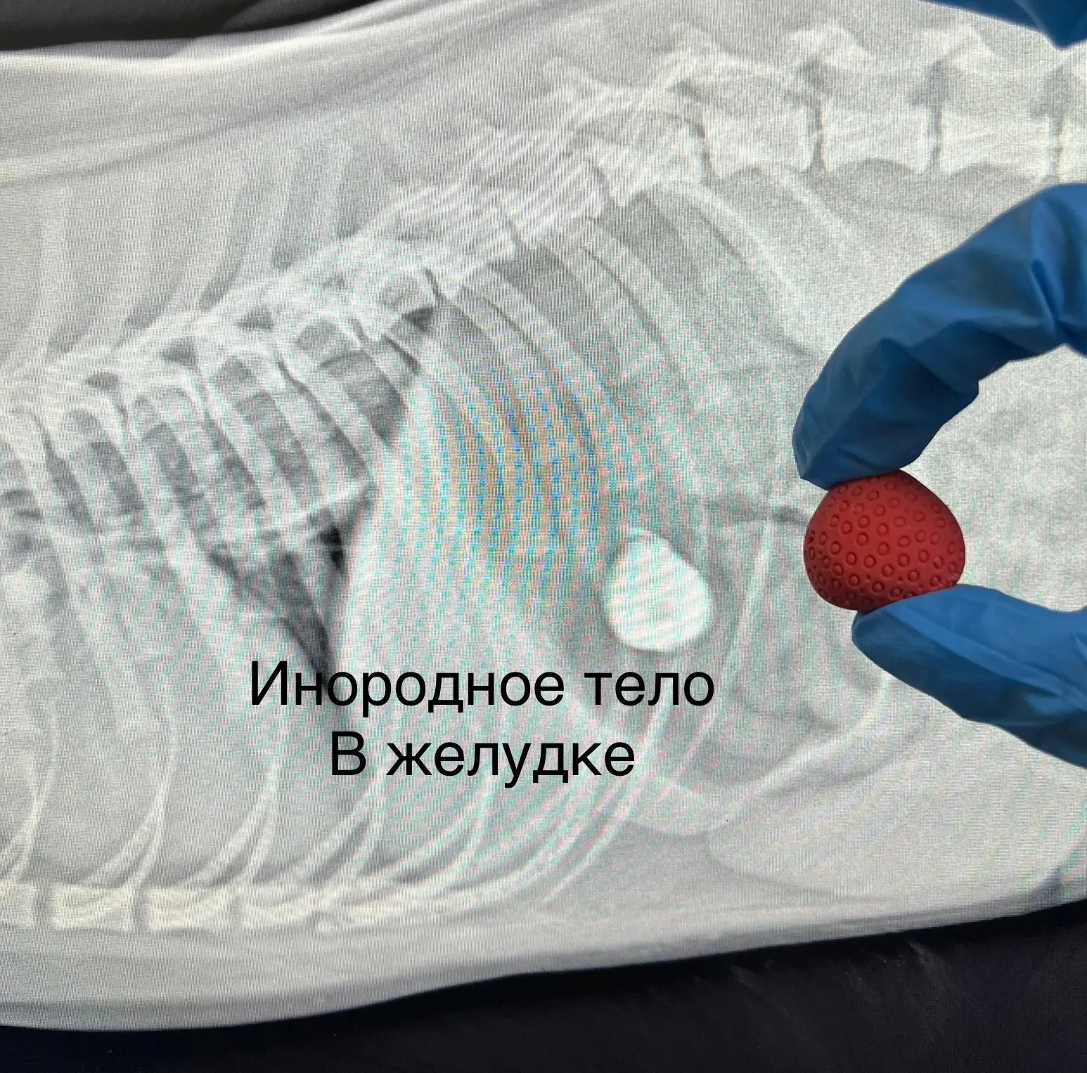 Зачем нужен рентген животным?