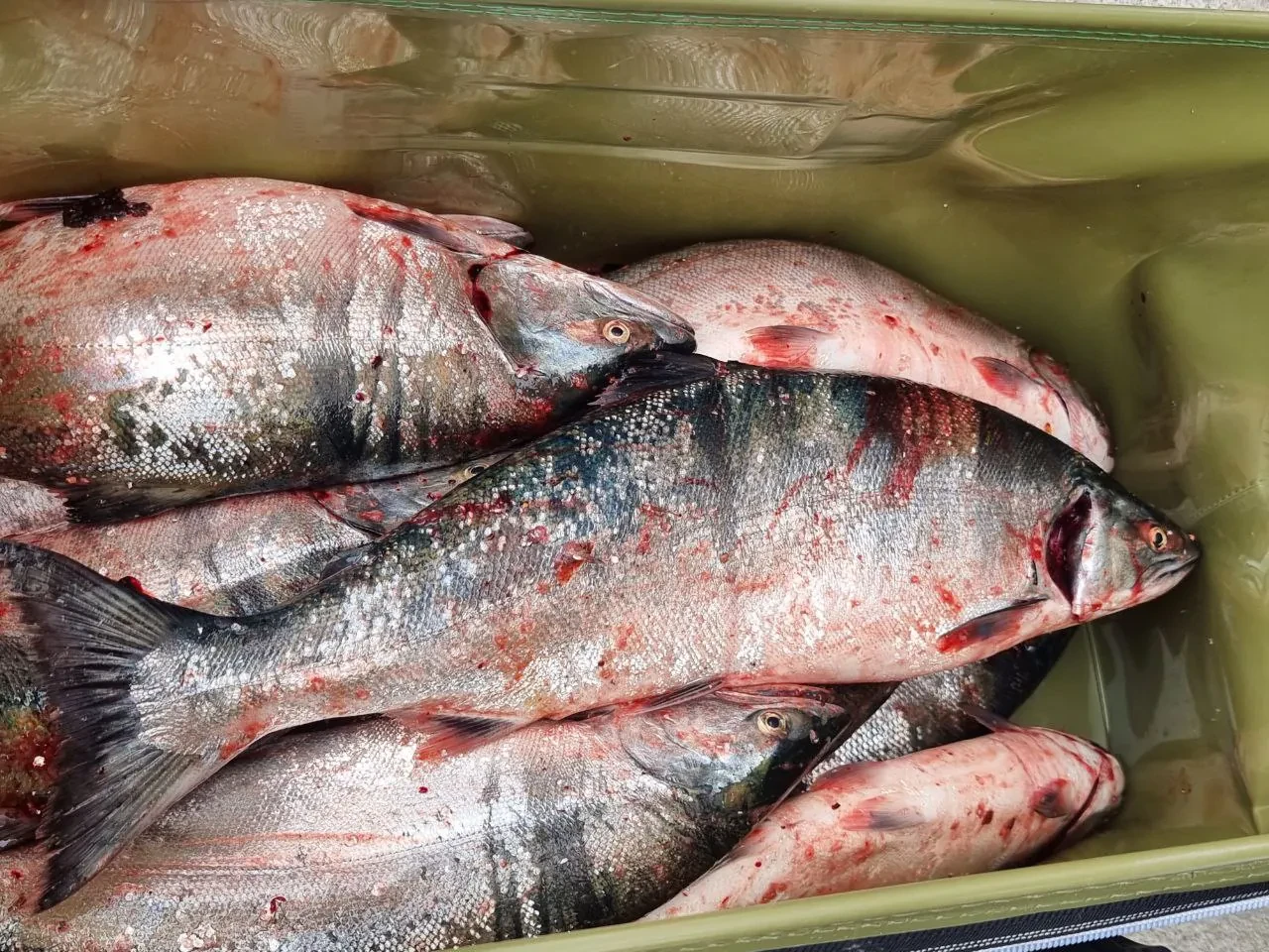 🐟 На Лютоге открыли новый участок для вылова симы