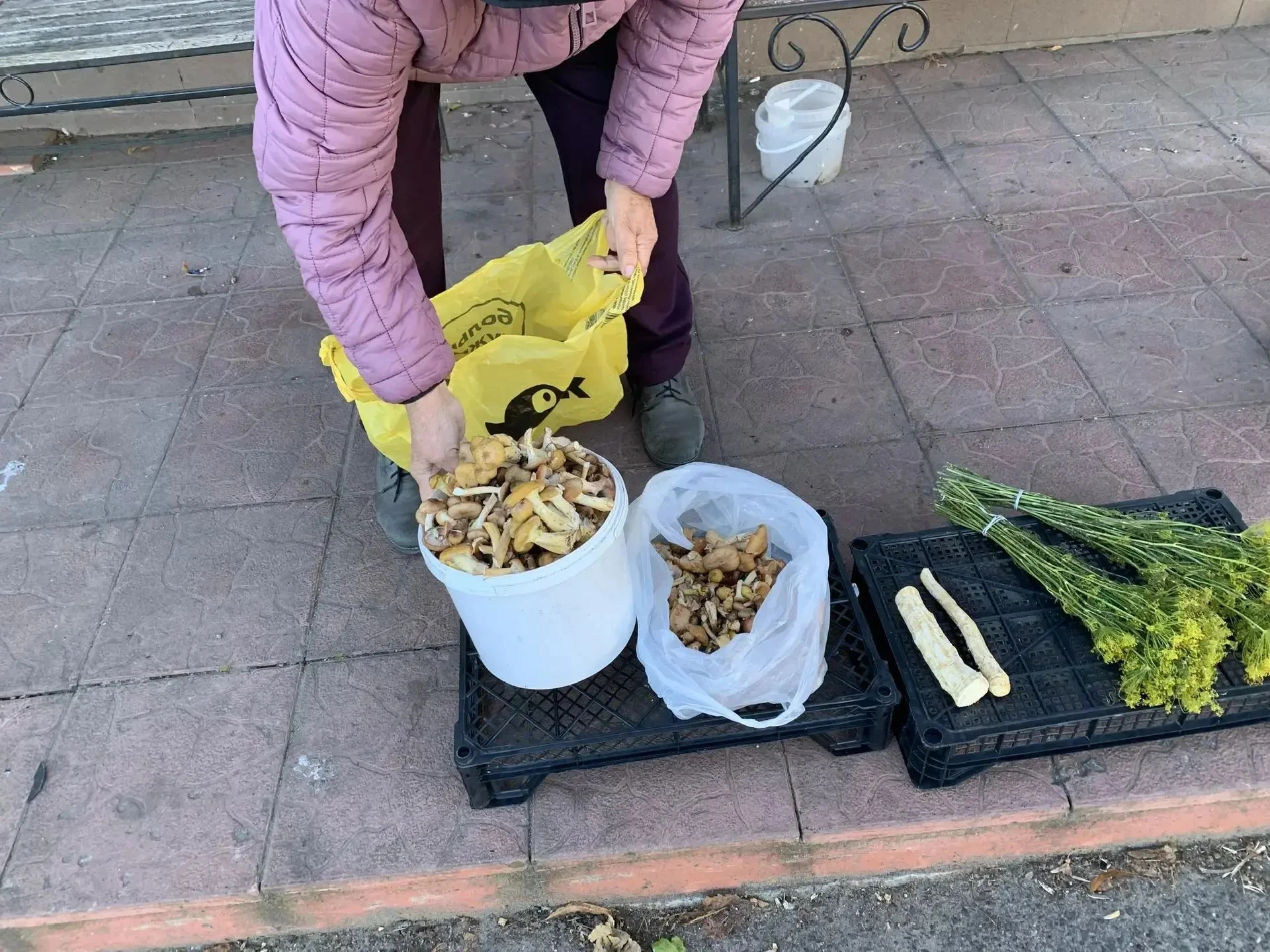 🚓 В Железногорске составили четыре протокола за продажу грибов «с рук»