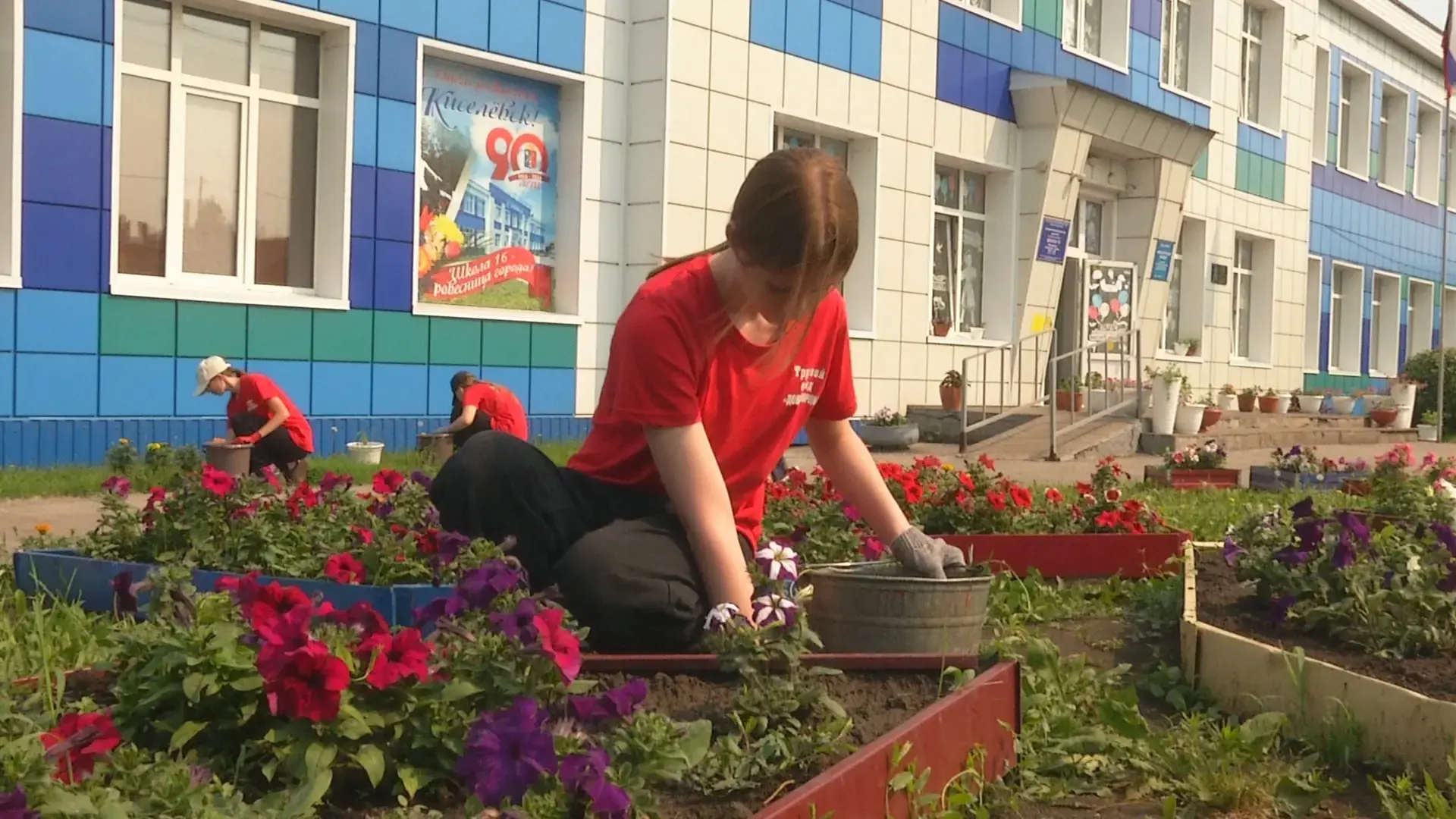 Пришкольный участок приносит полезный урожай.

В Киселёвске учителя и ученики 16-й школы продолжают 