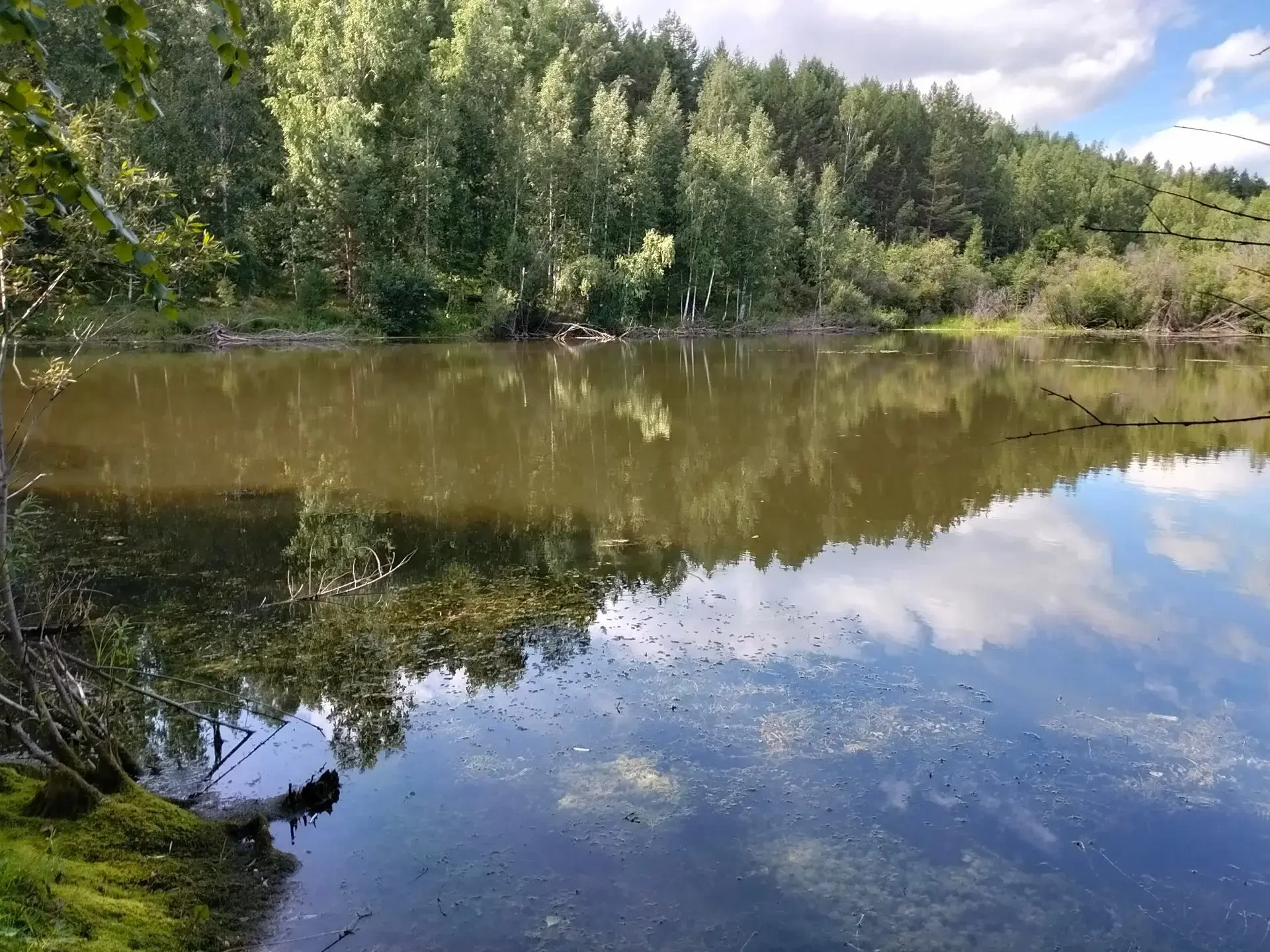 🍁Номинация: «Волшебный лес»