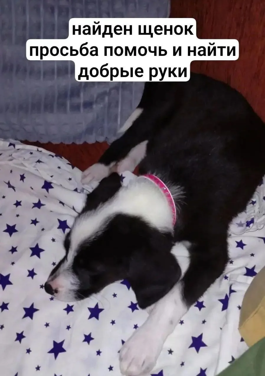 Добрый вечер. Найден щенок в ТЦ Липецк,в магазине Липка, явно домашний,среди людей бега...