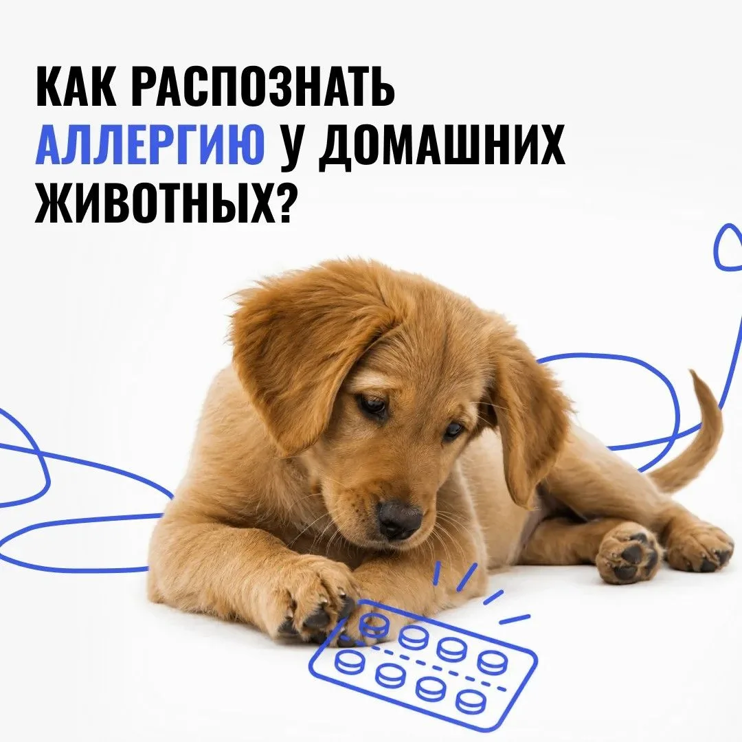 🐾 Аллергия у питомца: на что обратить внимание?
