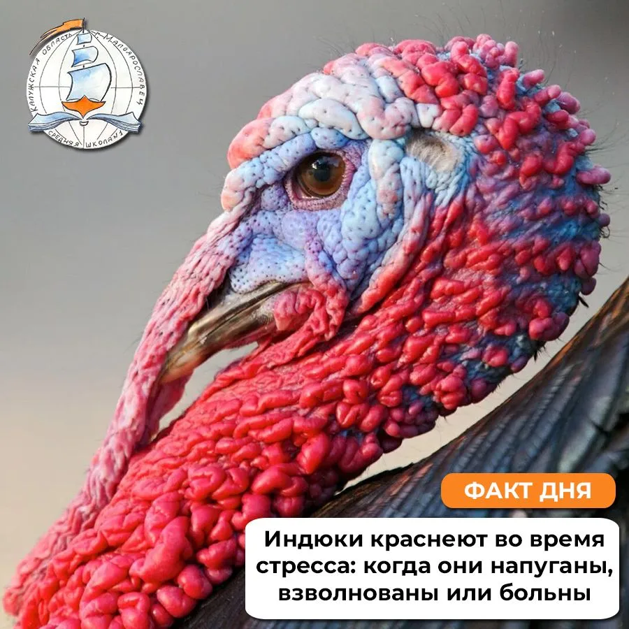 ☝️ Галина Викторовна сказала! Знали?