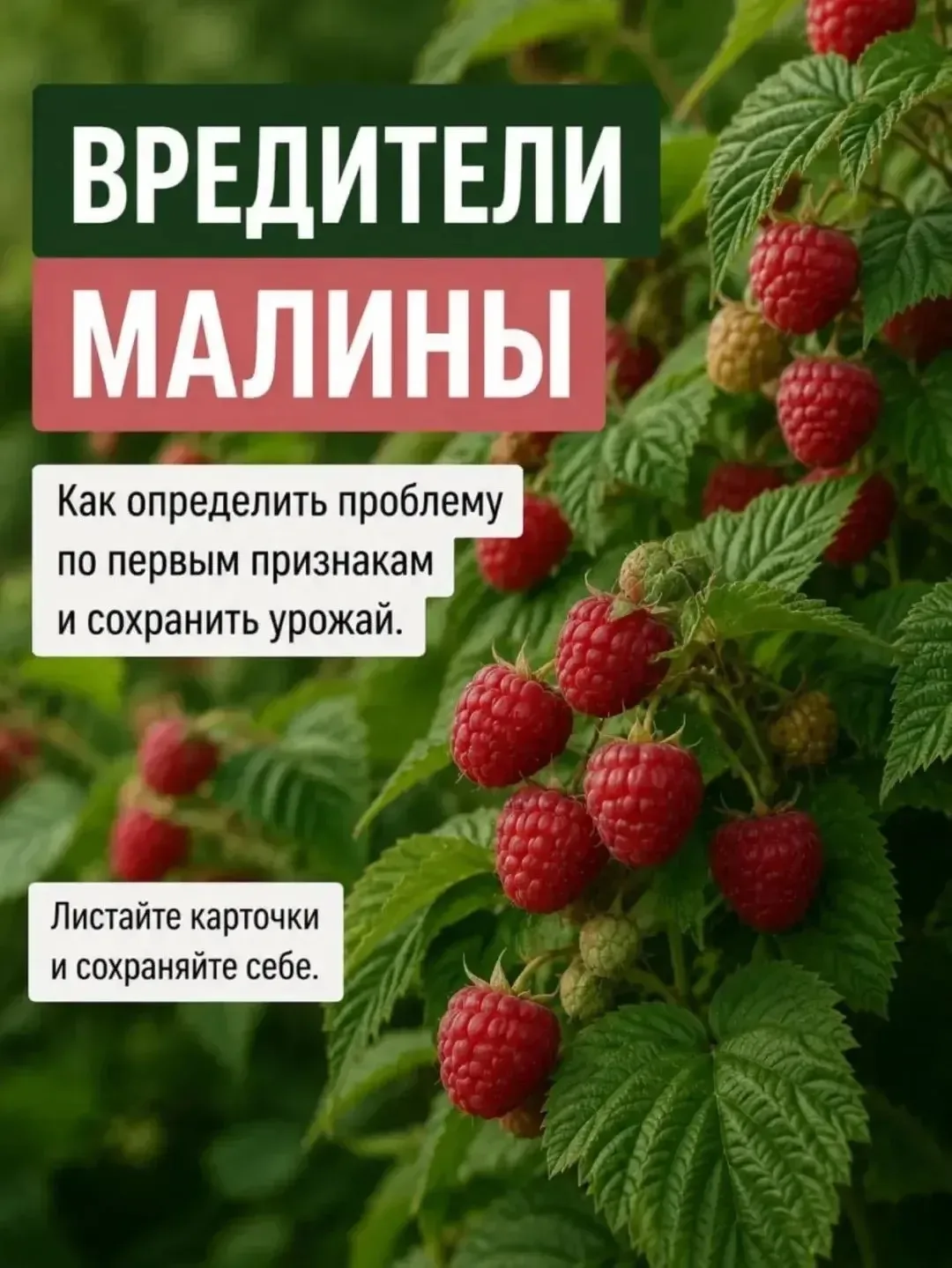 Вредители малины.