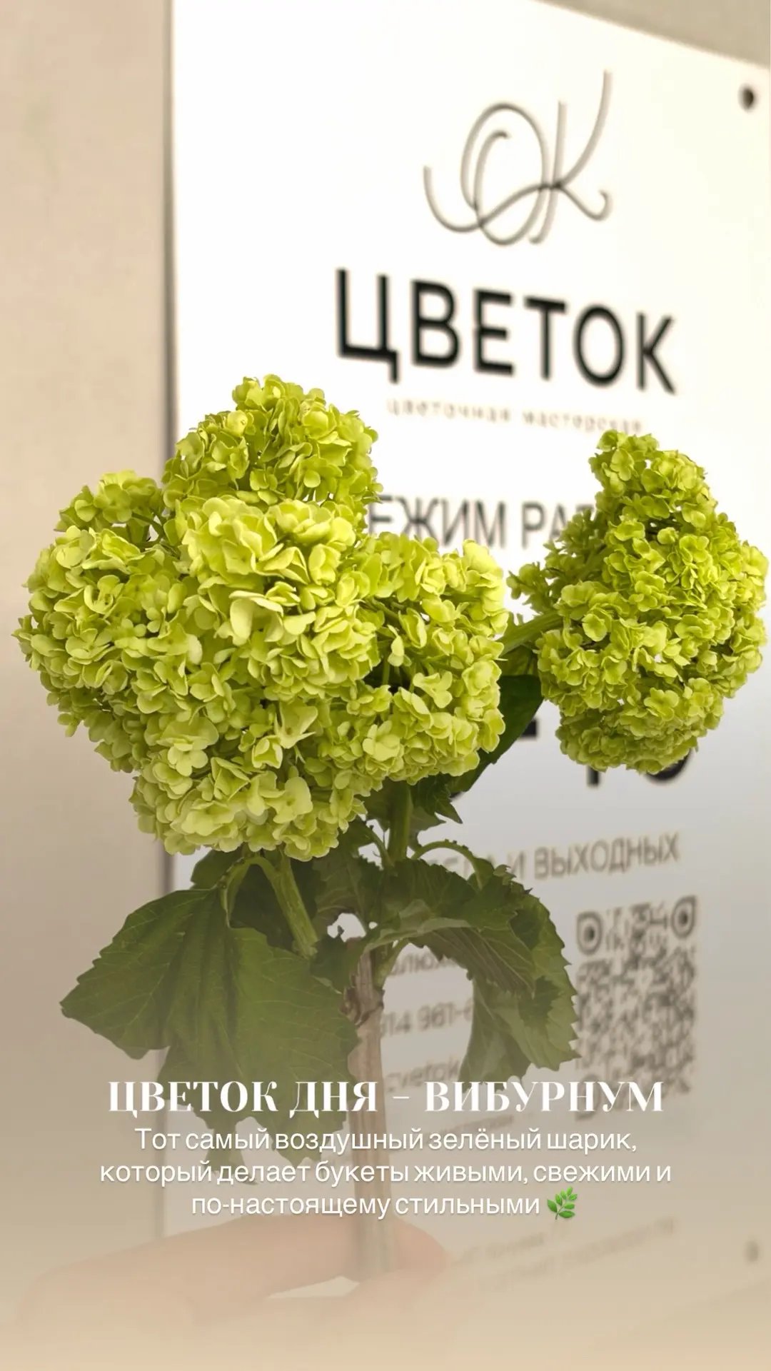 Цветок дня ✨🪴