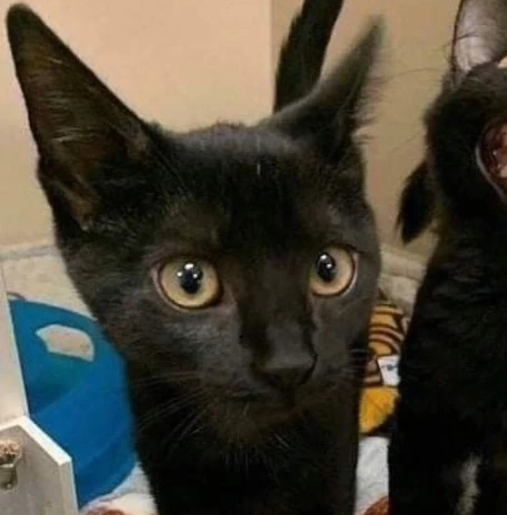 Авы с котами