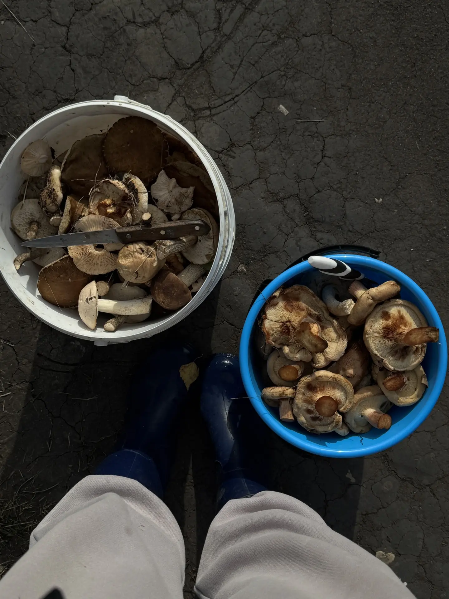 Тихая охота удалась 🤤 за часок грибочков начикали и по домам 🤭