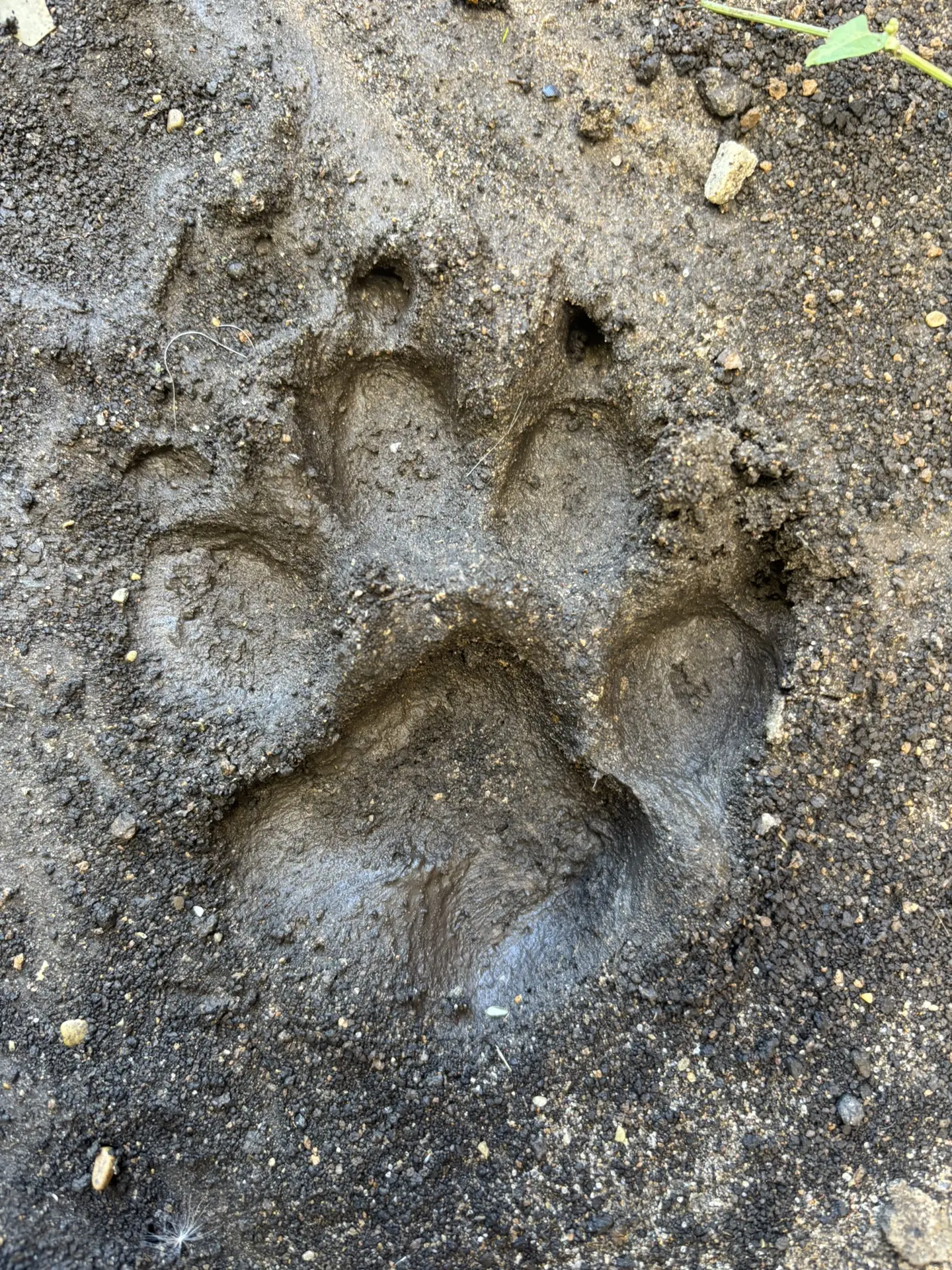 🐾 Эксперты по собакам, ваша минута славы! 😏